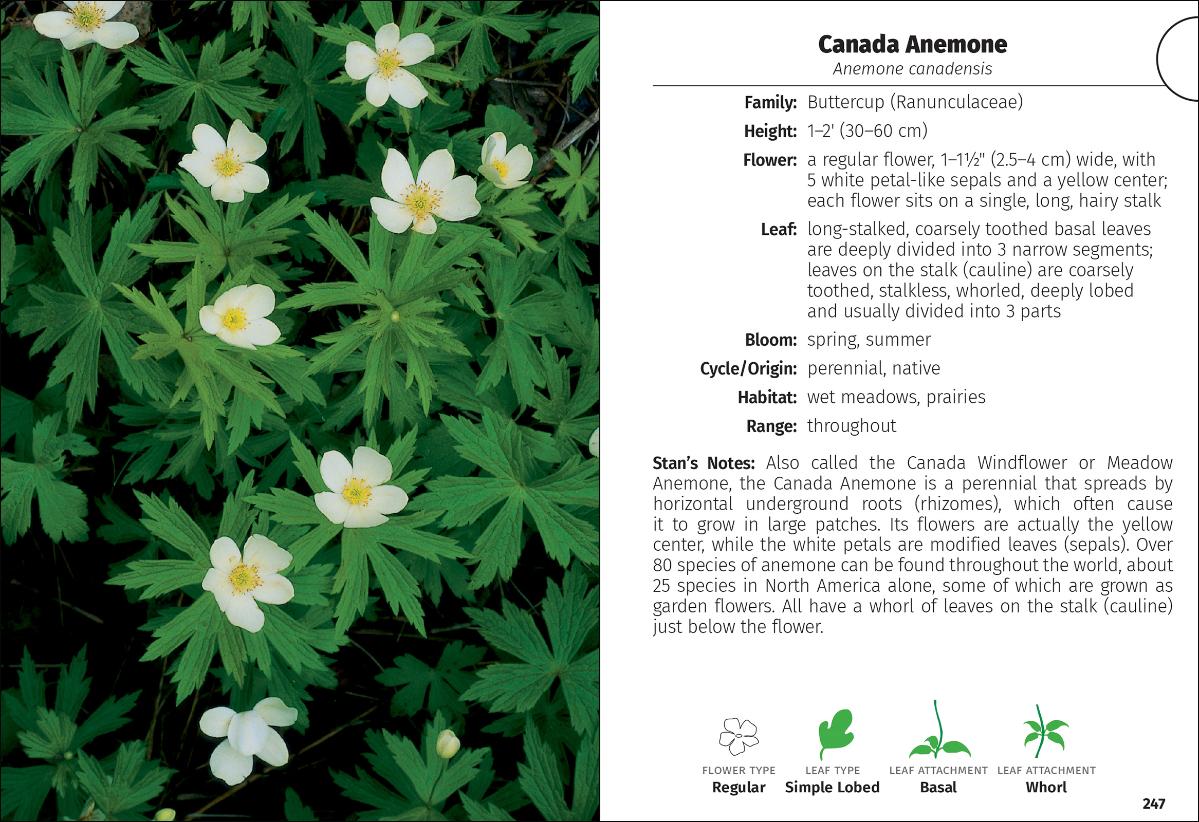 Wildflowers of Michigan Field Guide